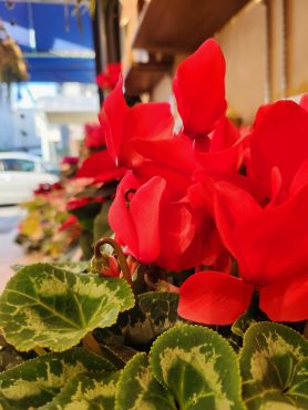 一番人気｜「花里」　（神奈川県逗子市の花キューピット加盟店 花屋）のブログ