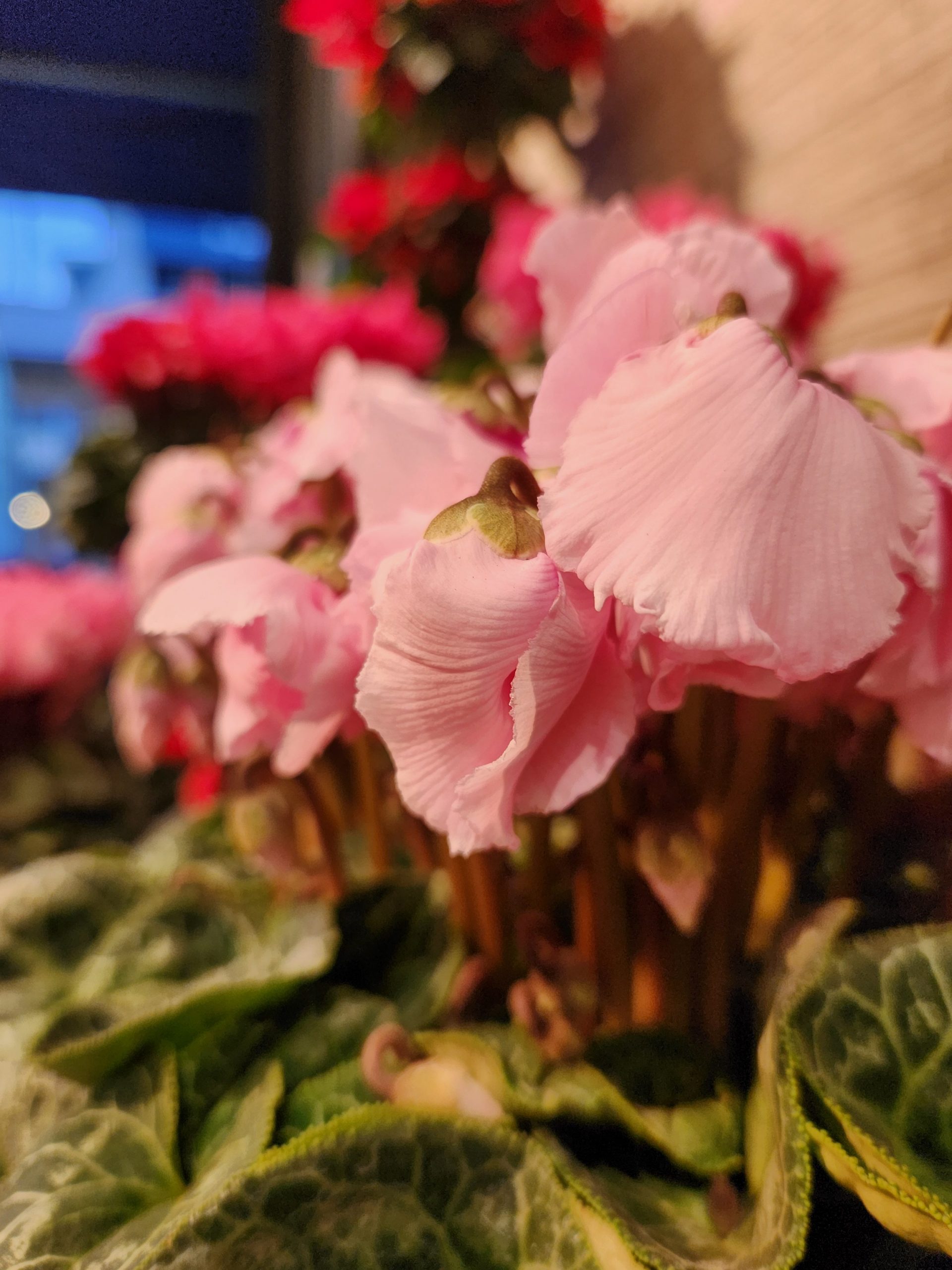 鐘｜「花里」　（神奈川県逗子市の花キューピット加盟店 花屋）のブログ