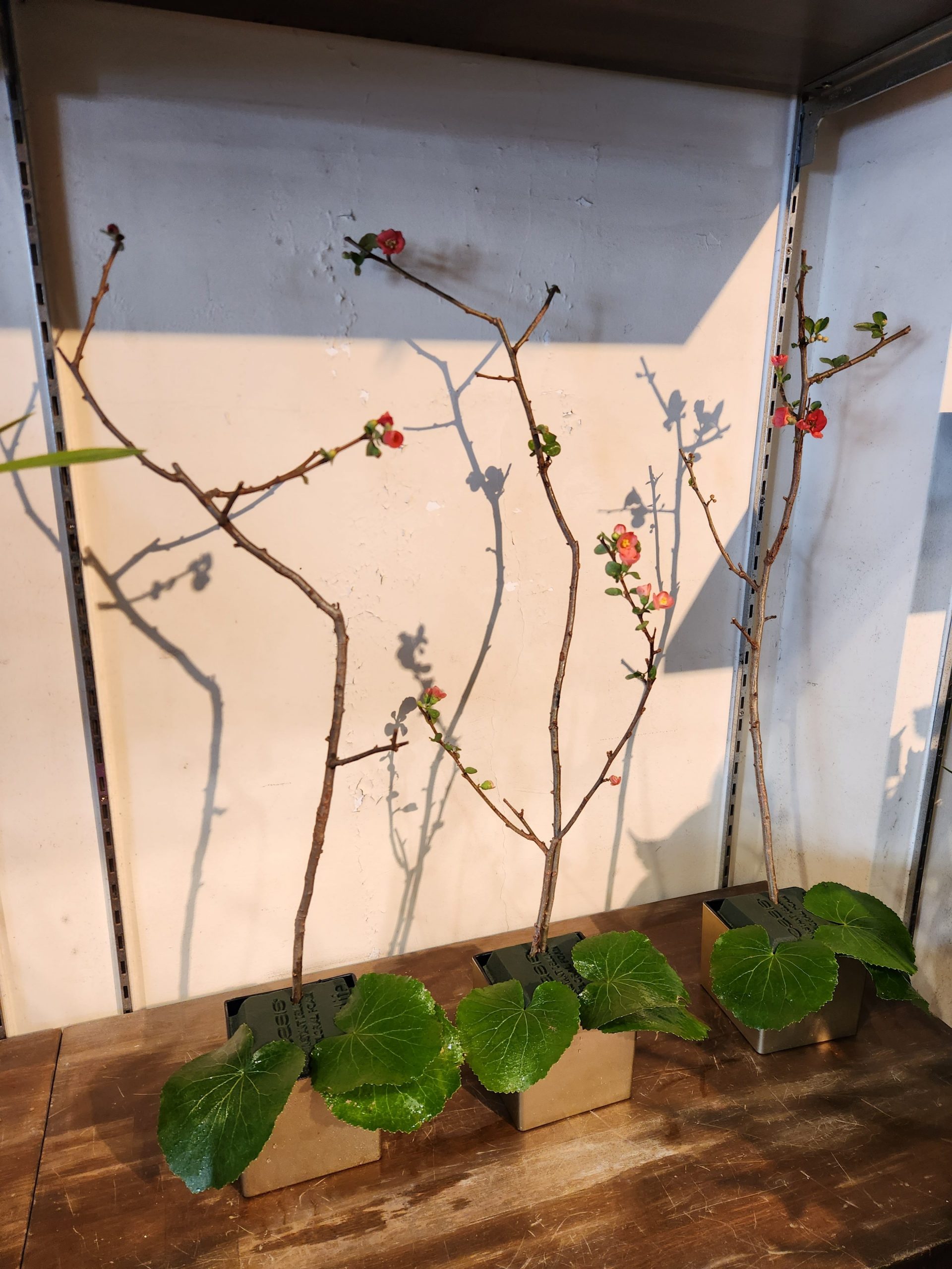 お正月アレンジ｜「花里」　（神奈川県逗子市の花キューピット加盟店 花屋）のブログ
