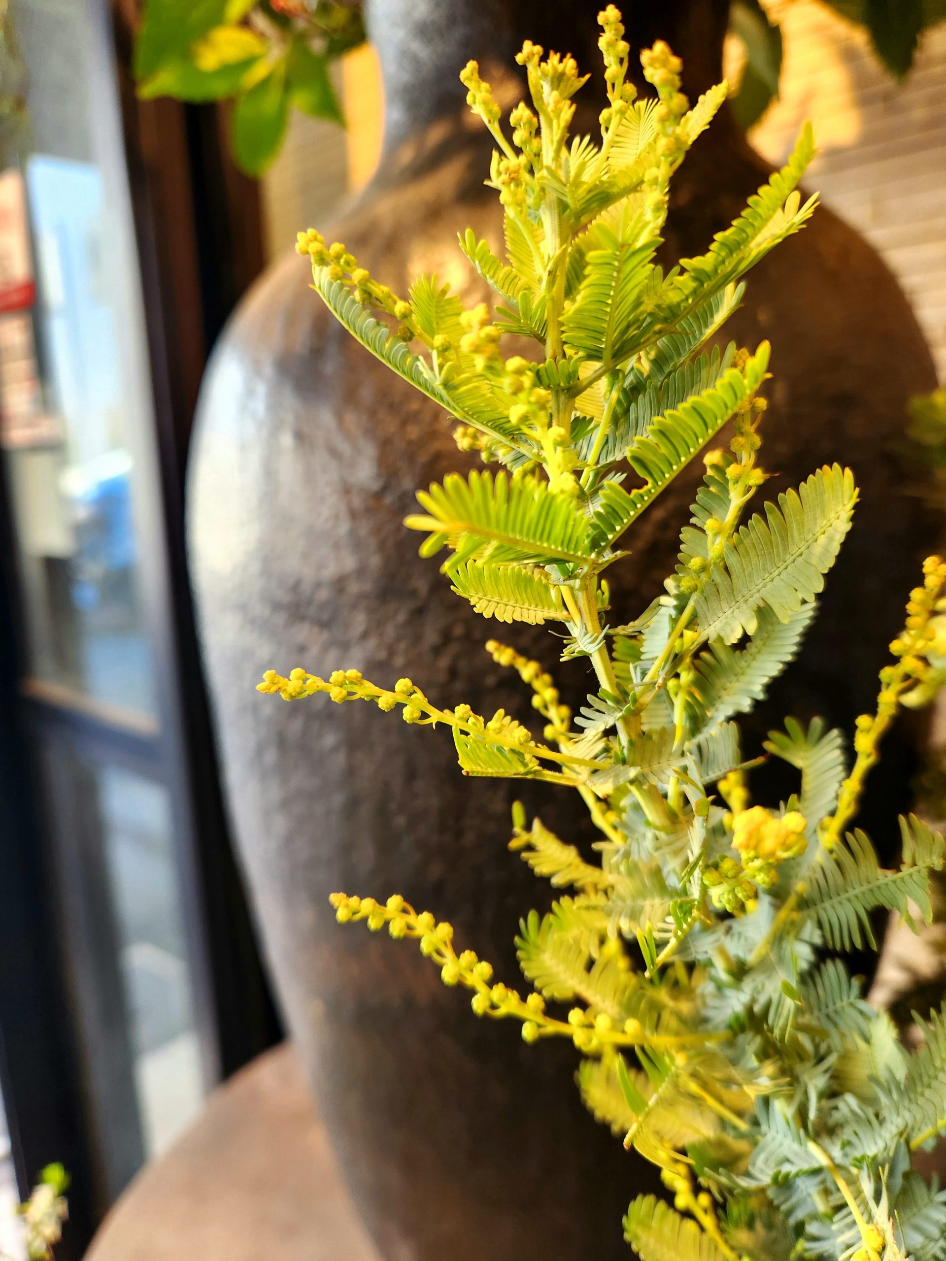 いつ咲くの？｜「花里」　（神奈川県逗子市の花キューピット加盟店 花屋）のブログ