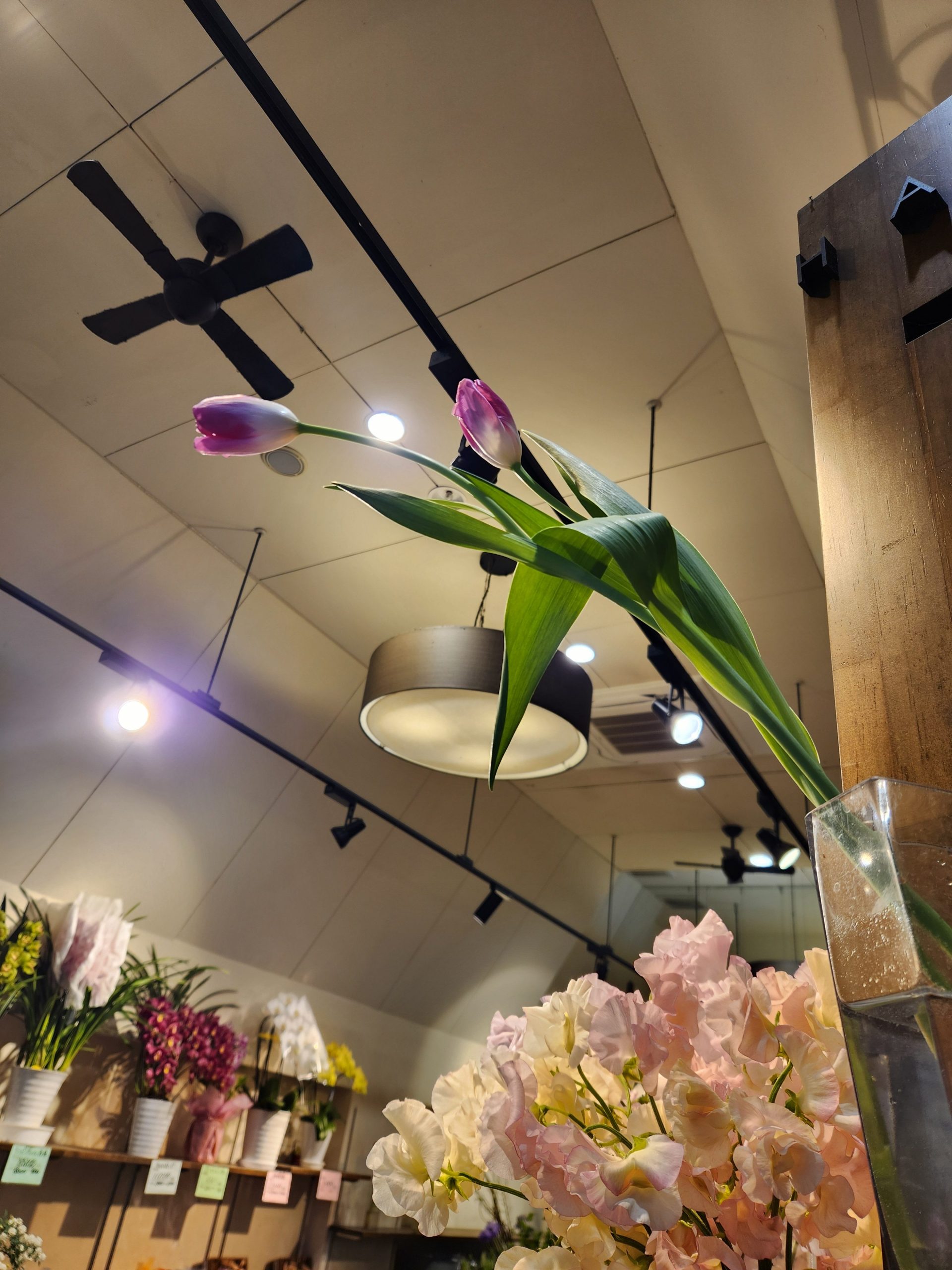 チューリップ｜「花里」　（神奈川県逗子市の花キューピット加盟店 花屋）のブログ