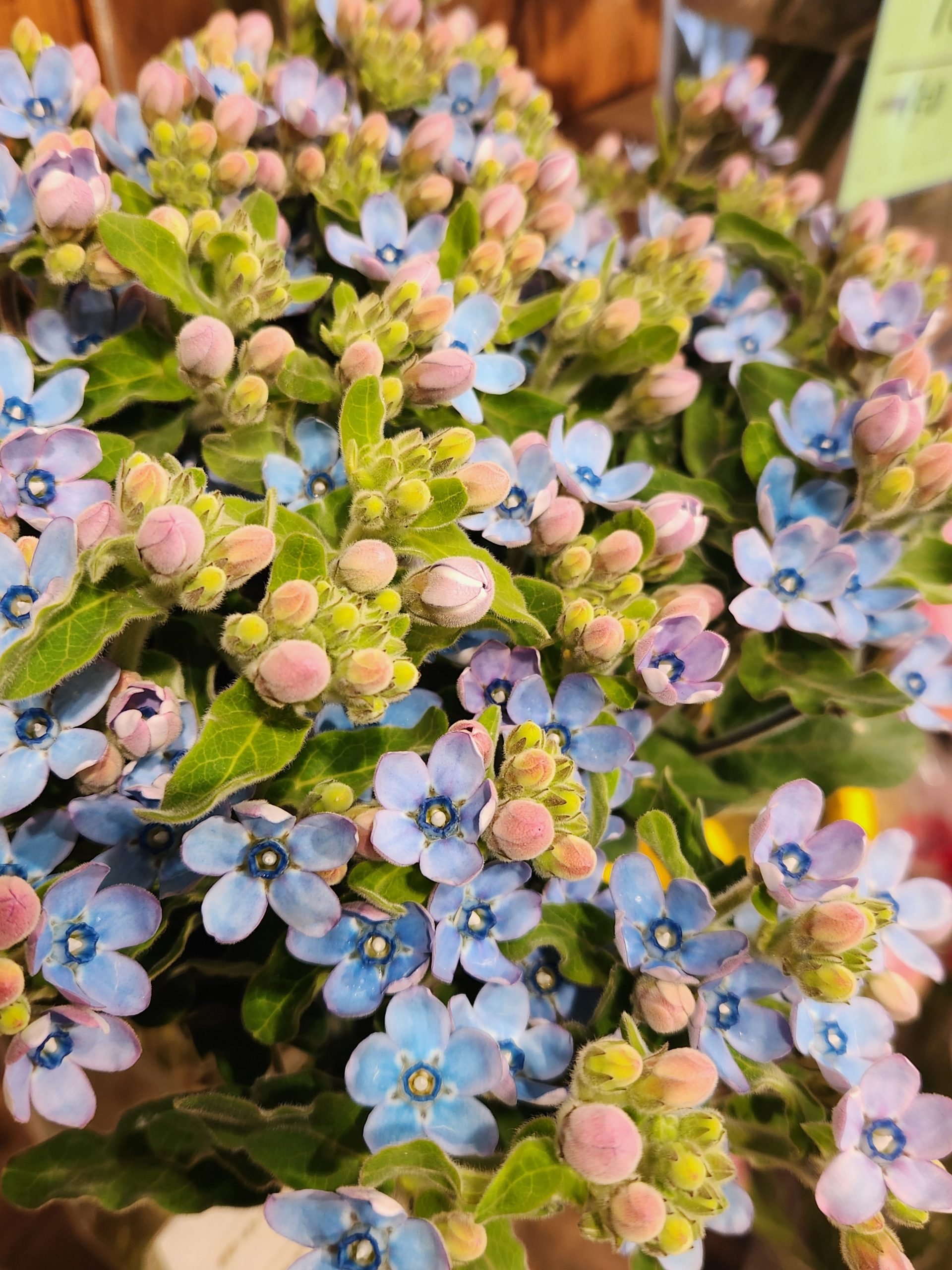 銀河｜「花里」　（神奈川県逗子市の花キューピット加盟店 花屋）のブログ