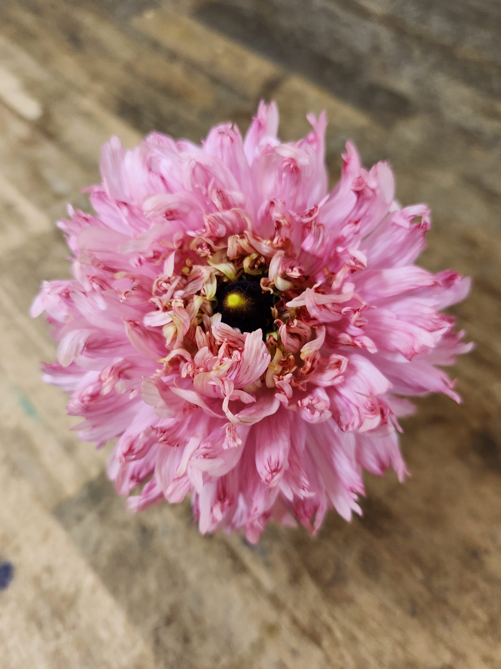 ひらひら｜「花里」　（神奈川県逗子市の花キューピット加盟店 花屋）のブログ