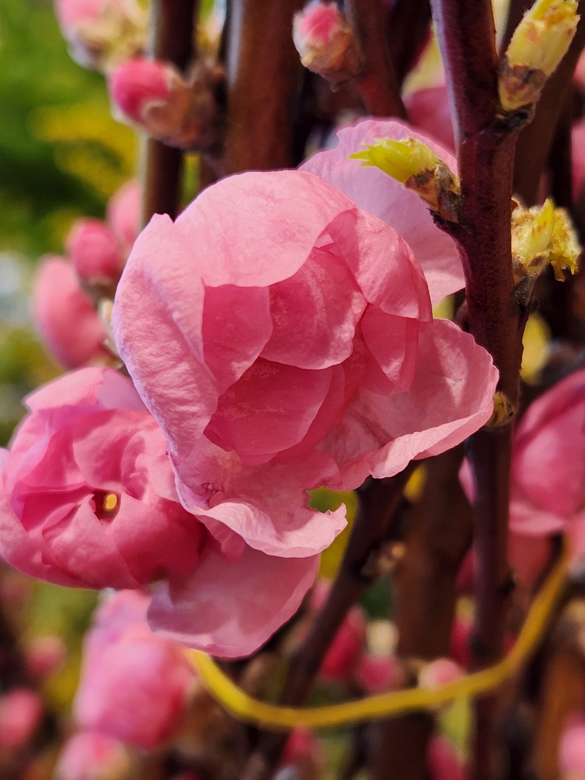 おひなさま｜「花里」　（神奈川県逗子市の花キューピット加盟店 花屋）のブログ