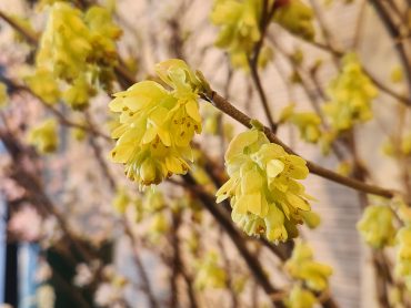 ゆらゆら｜「花里」　（神奈川県逗子市の花キューピット加盟店 花屋）のブログ
