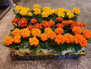 道しるべ｜「花里」　（神奈川県逗子市の花キューピット加盟店 花屋）のブログ