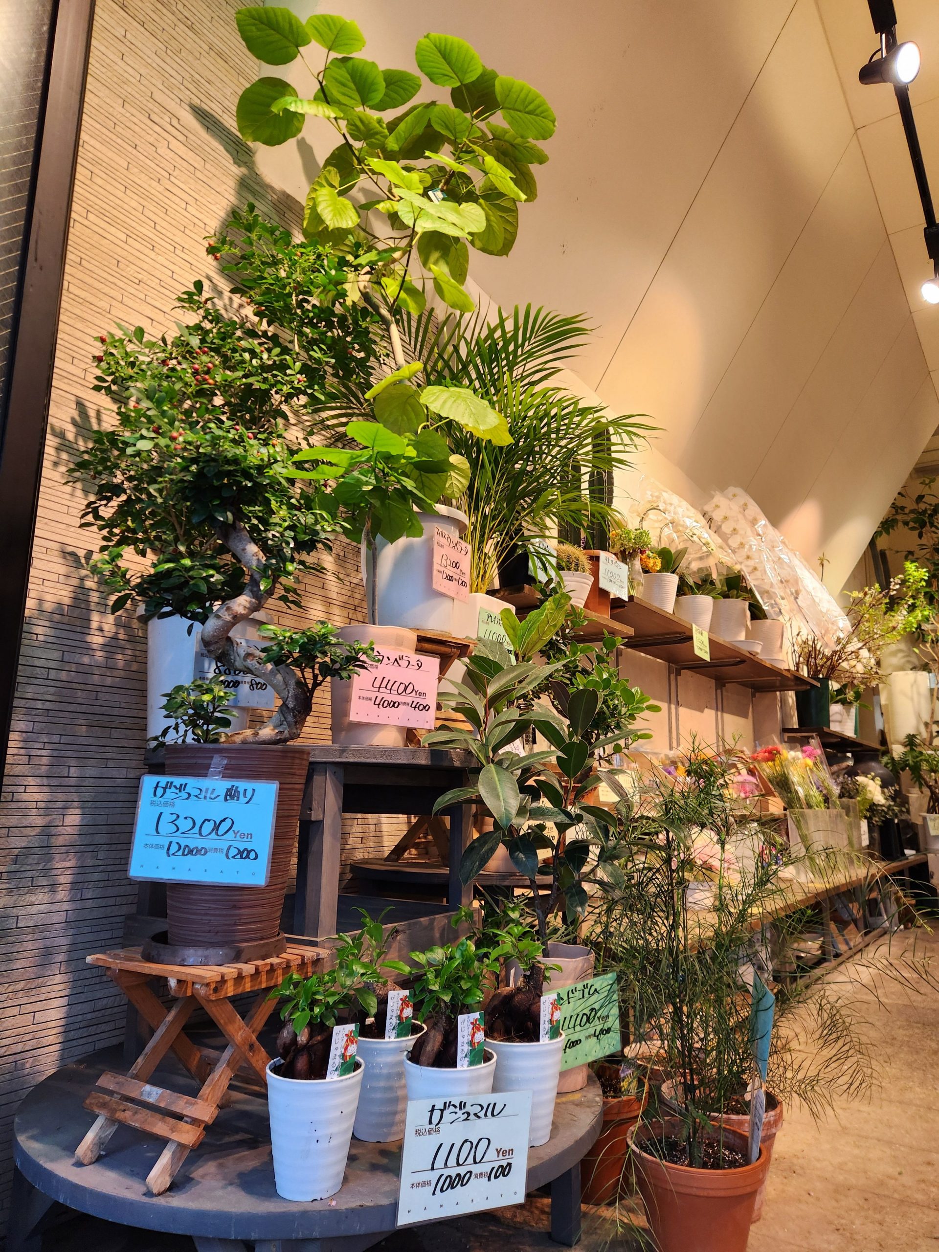 観葉植物｜「花里」　（神奈川県逗子市の花キューピット加盟店 花屋）のブログ