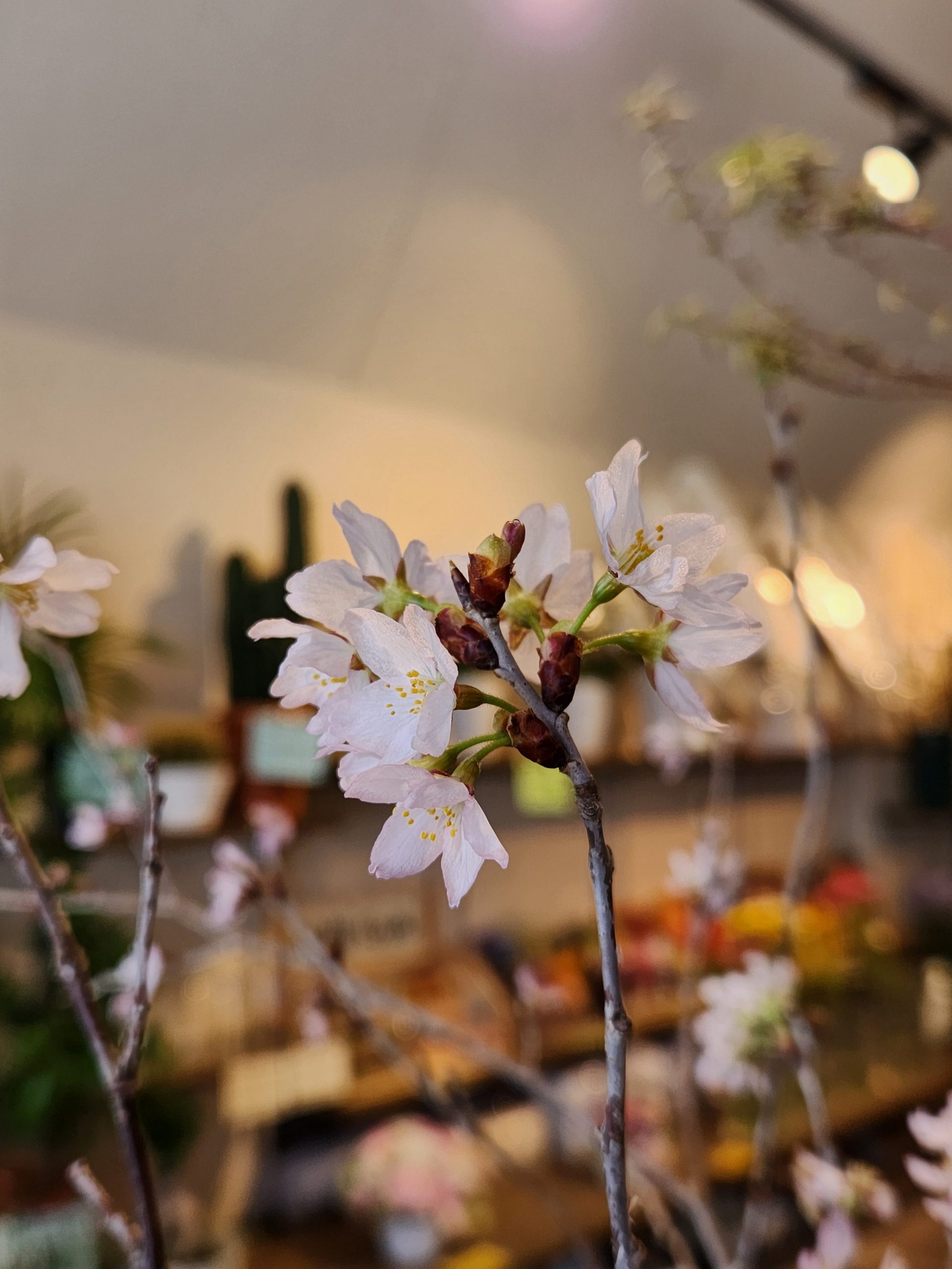 さくら｜「花里」　（神奈川県逗子市の花キューピット加盟店 花屋）のブログ
