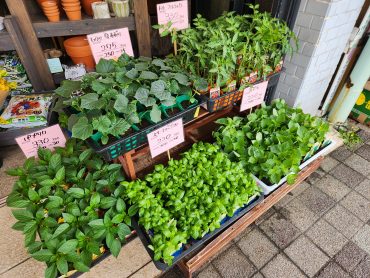 家庭菜園シーズン！|「花里」　（神奈川県逗子市の花屋）のブログ