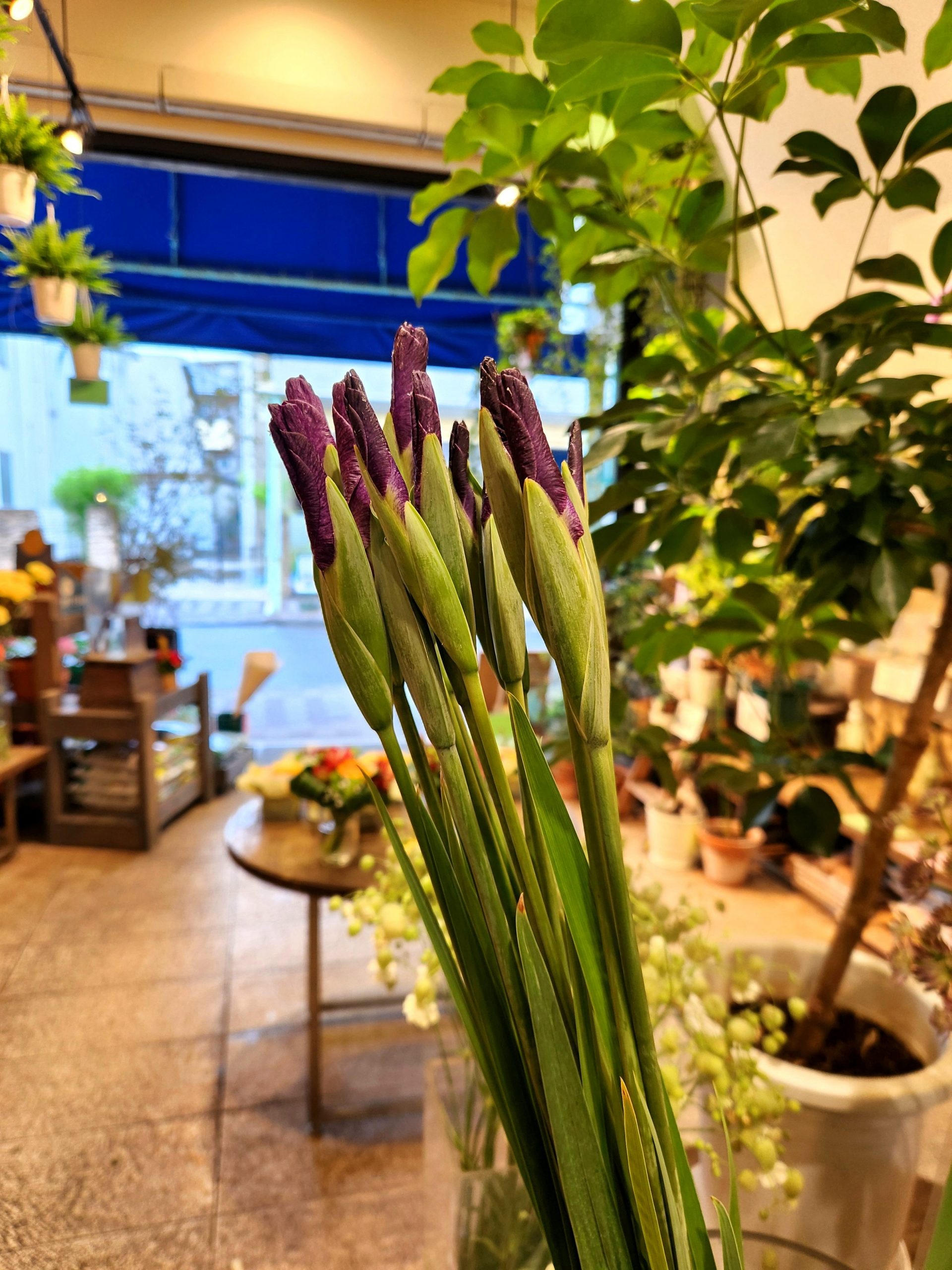 ショーブ｜「花里」　（神奈川県逗子市の花キューピット加盟店 花屋）のブログ