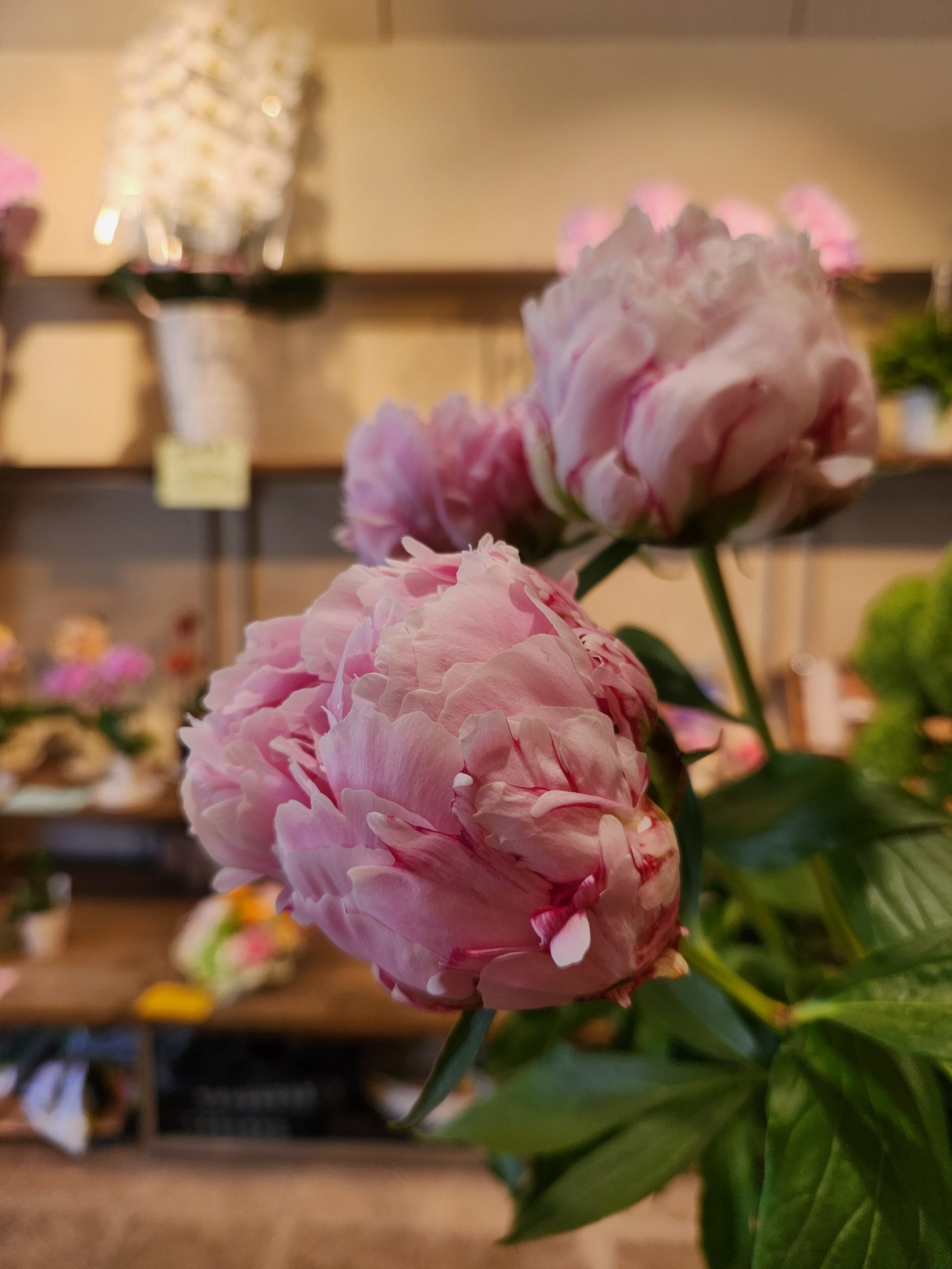 もこもこ２｜「花里」　（神奈川県逗子市の花キューピット加盟店 花屋）のブログ