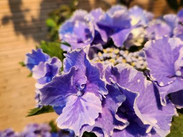 母の日の準備｜「花里」　（神奈川県逗子市の花キューピット加盟店 花屋）のブログ