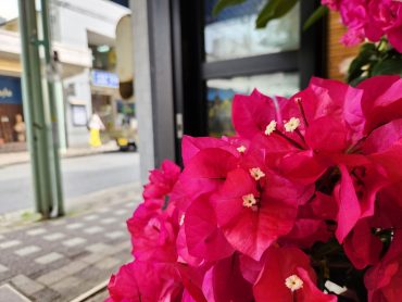 夏|「花里」　（神奈川県逗子市の花屋）のブログ