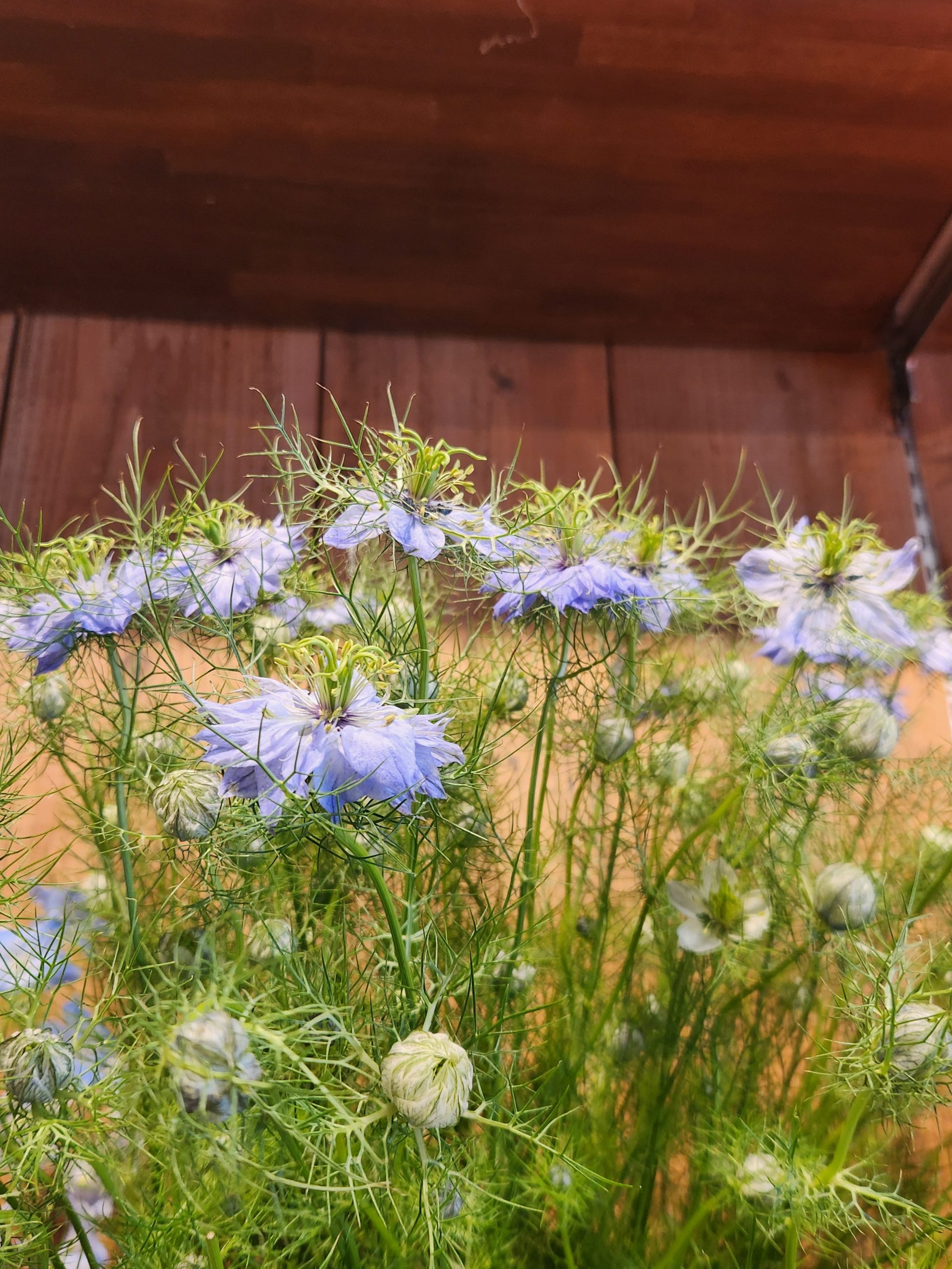 青空｜「花里」　（神奈川県逗子市の花キューピット加盟店 花屋）のブログ
