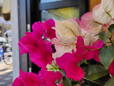 定休日のお知らせ｜「花里」　（神奈川県逗子市の花キューピット加盟店 花屋）のブログ