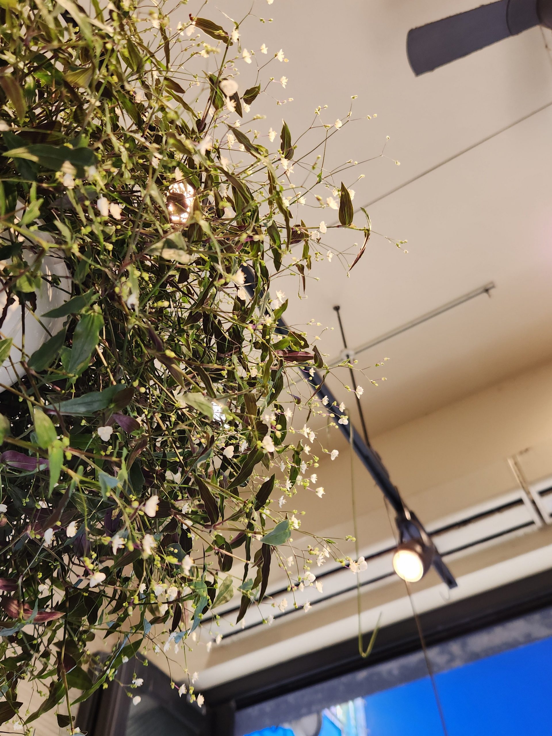 ベール｜「花里」　（神奈川県逗子市の花キューピット加盟店 花屋）のブログ