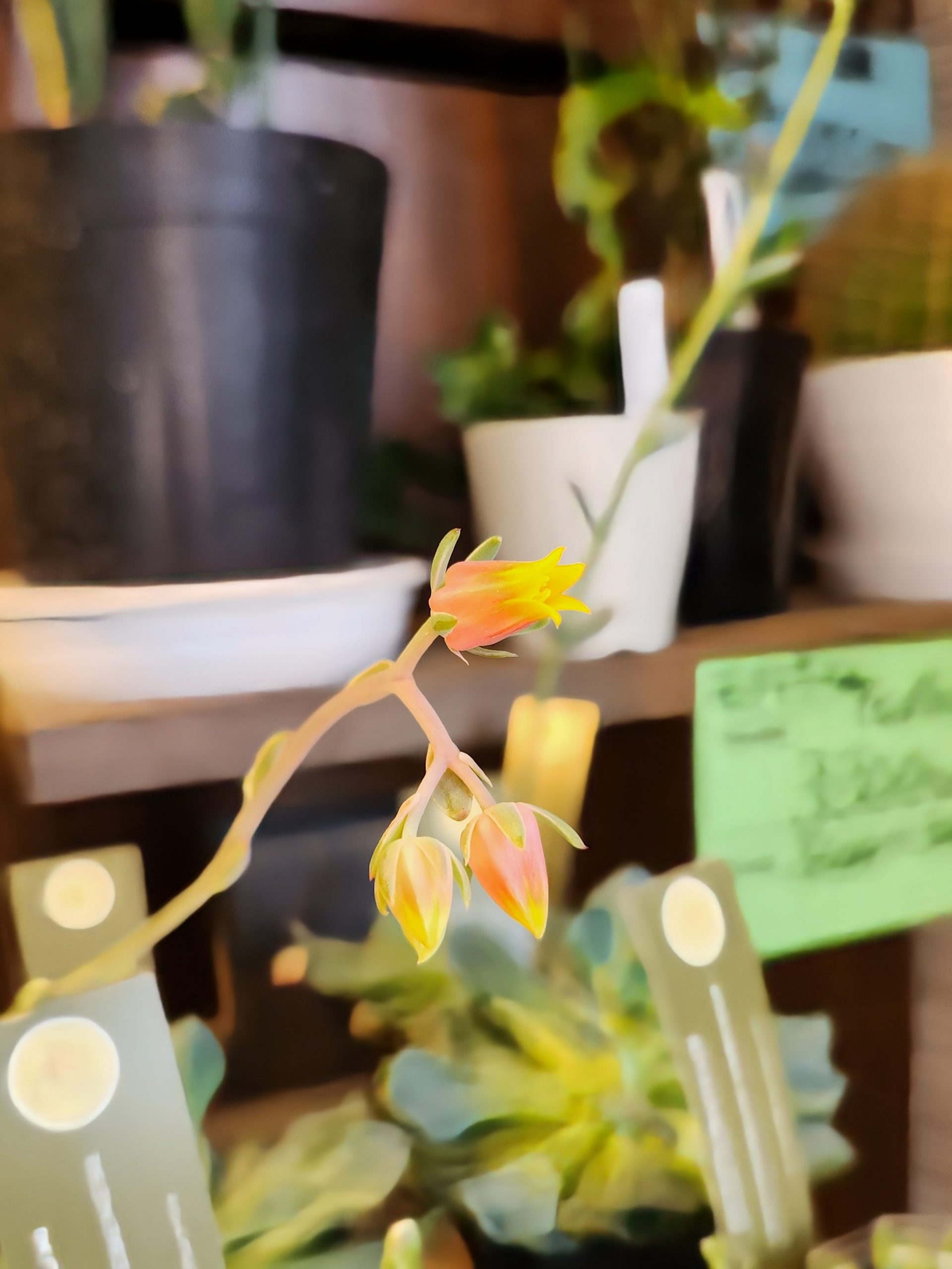 可憐｜「花里」　（神奈川県逗子市の花キューピット加盟店 花屋）のブログ