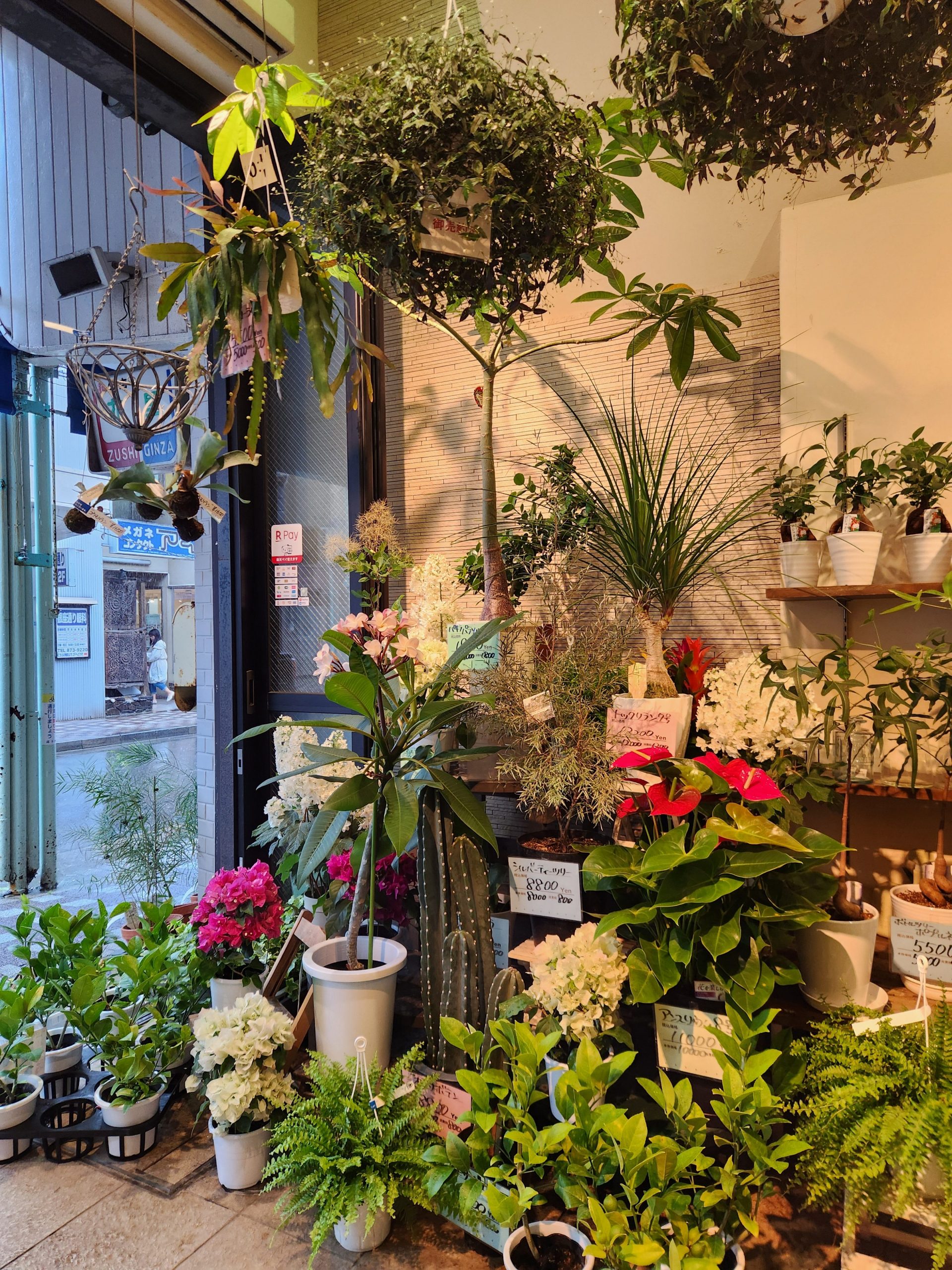 ジャングル｜「花里」　（神奈川県逗子市の花キューピット加盟店 花屋）のブログ