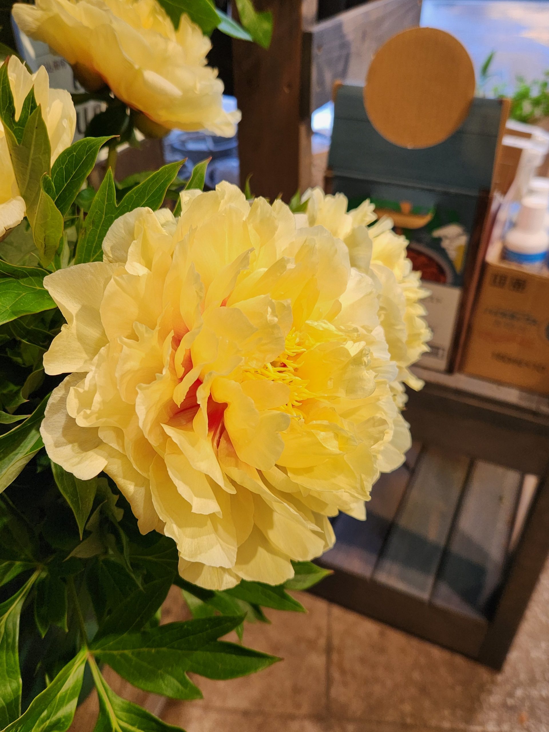 満開｜「花里」　（神奈川県逗子市の花キューピット加盟店 花屋）のブログ