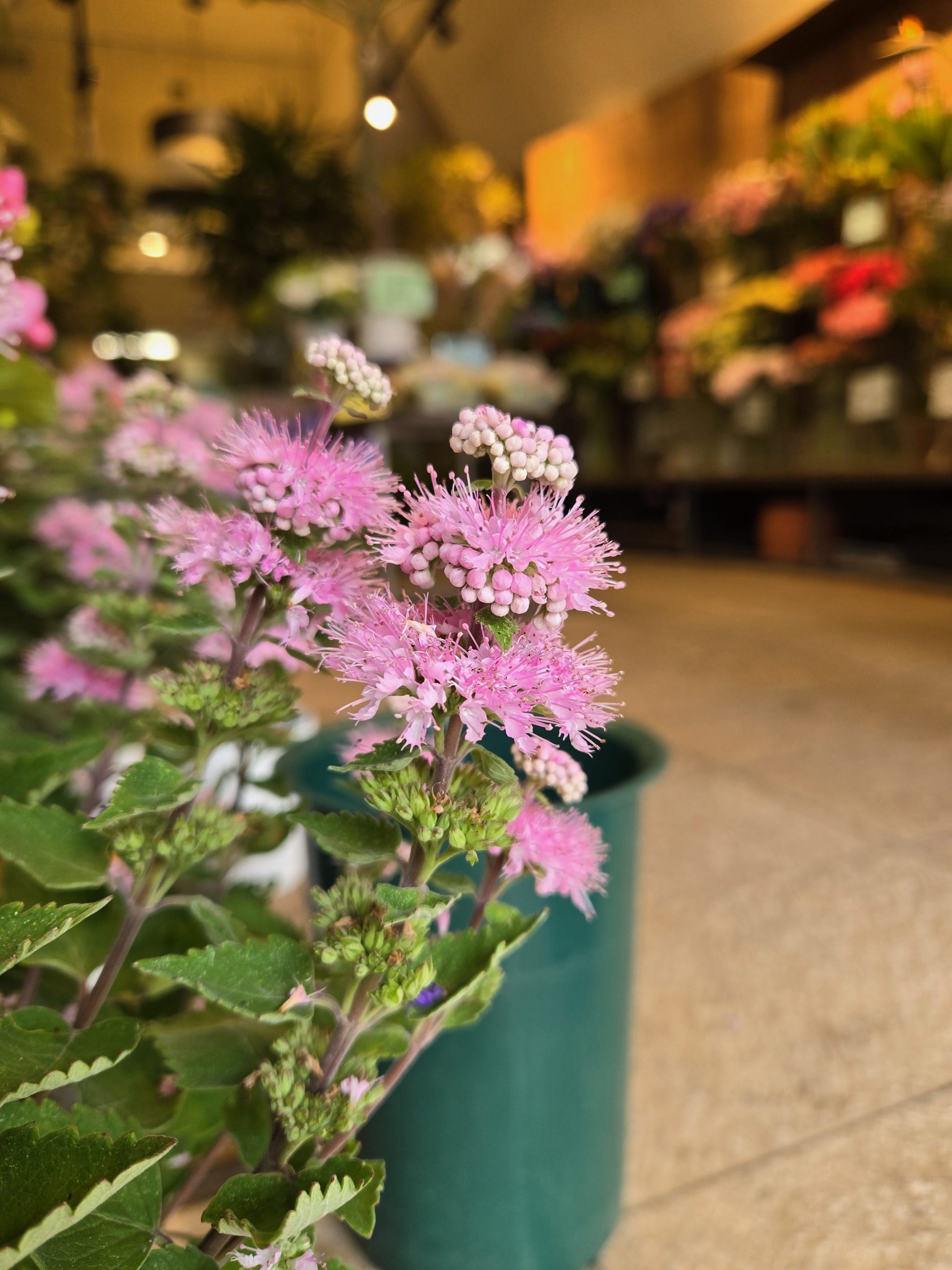 だんだん｜「花里」　（神奈川県逗子市の花キューピット加盟店 花屋）のブログ