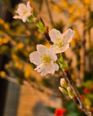 定休日のおしらせ|「花里」　（神奈川県逗子市の花屋）のブログ