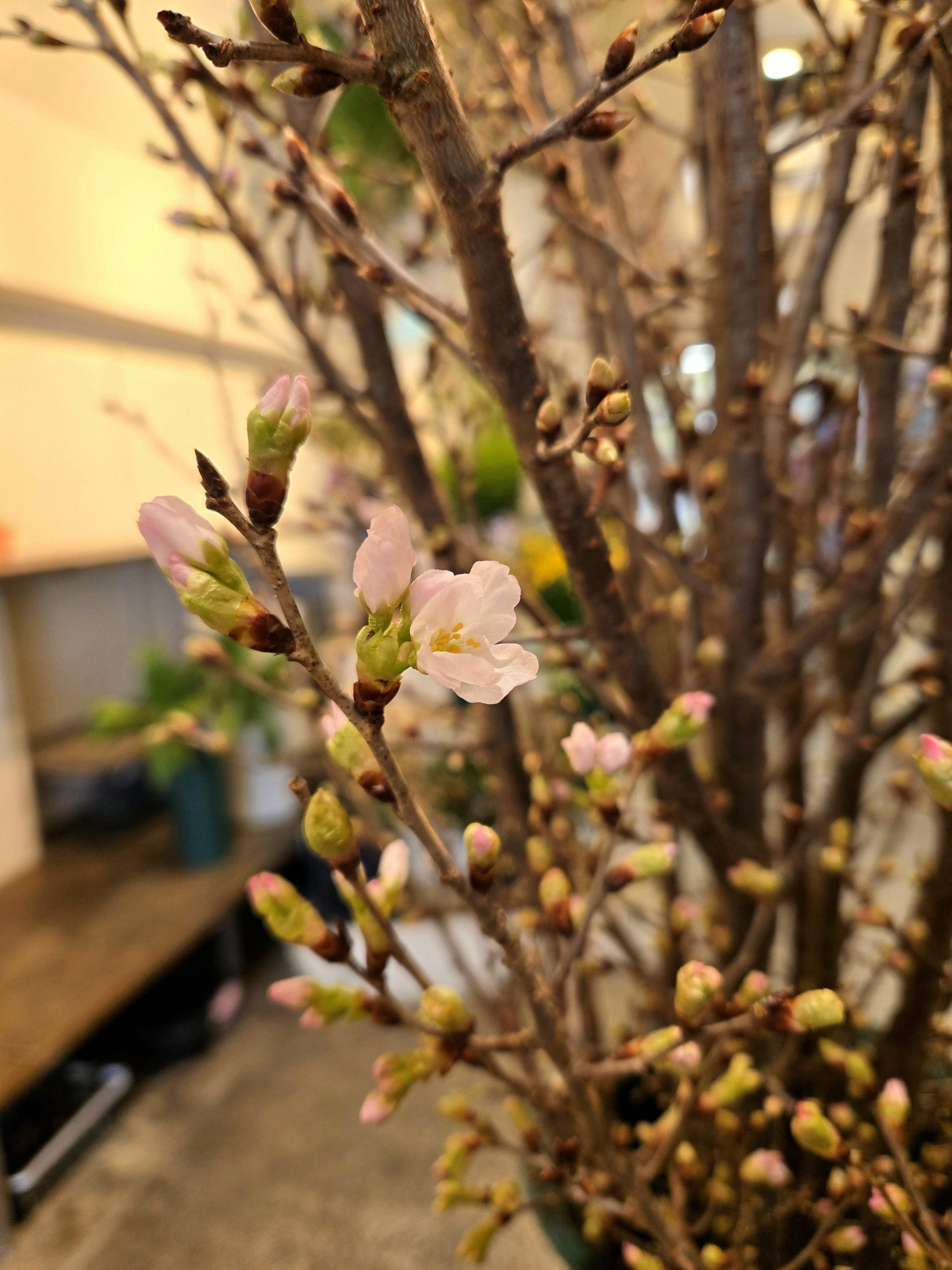 早足｜「花里」　（神奈川県逗子市の花キューピット加盟店 花屋）のブログ