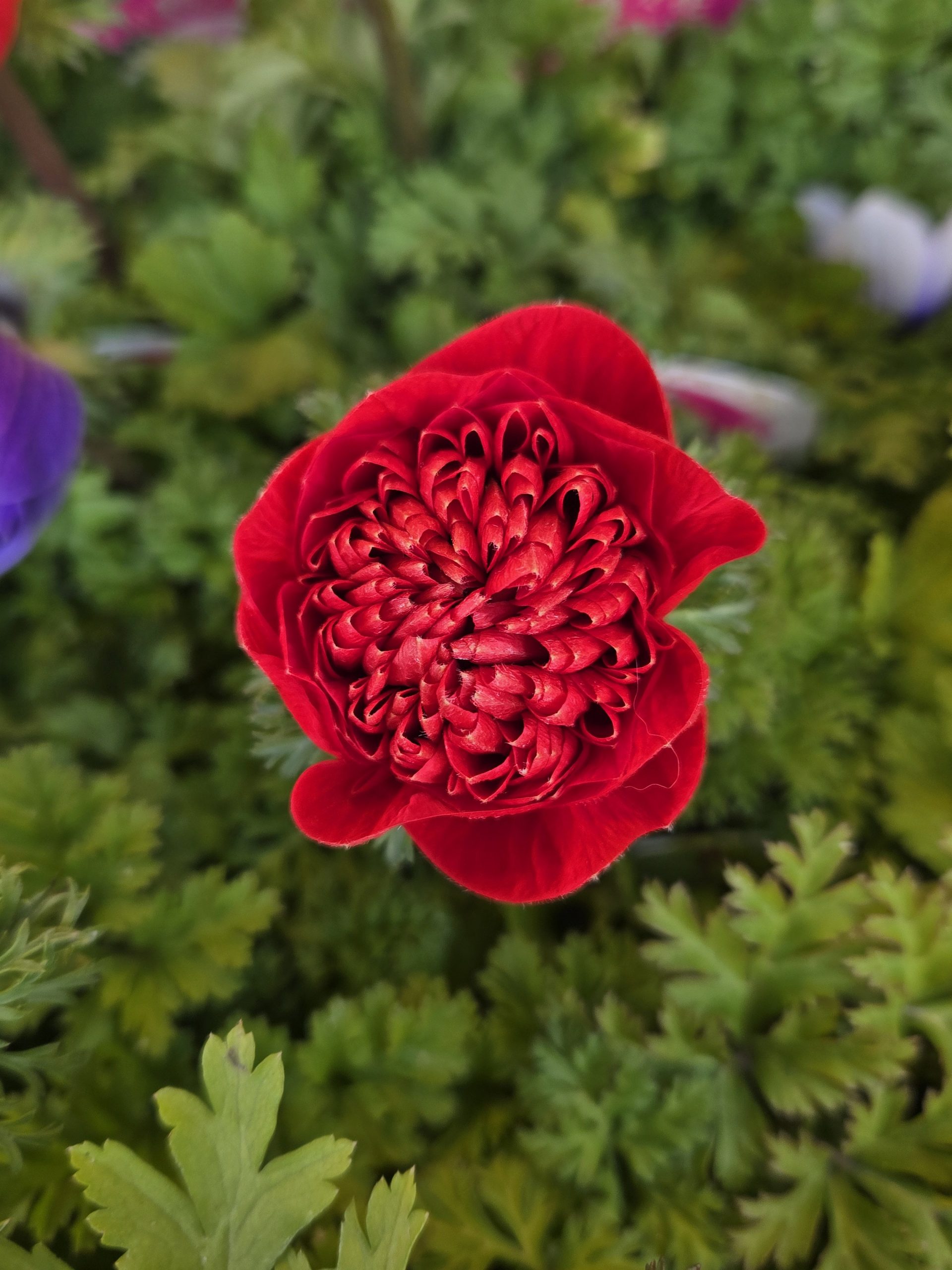 まんまるころん|「花里」　（神奈川県逗子市の花屋）のブログ