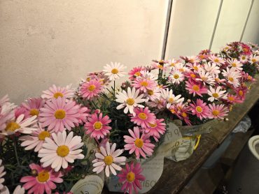 卒園式シーズン｜「花里」　（神奈川県逗子市の花キューピット加盟店 花屋）のブログ