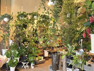 グリーン|「花里」　（神奈川県逗子市の花屋）のブログ