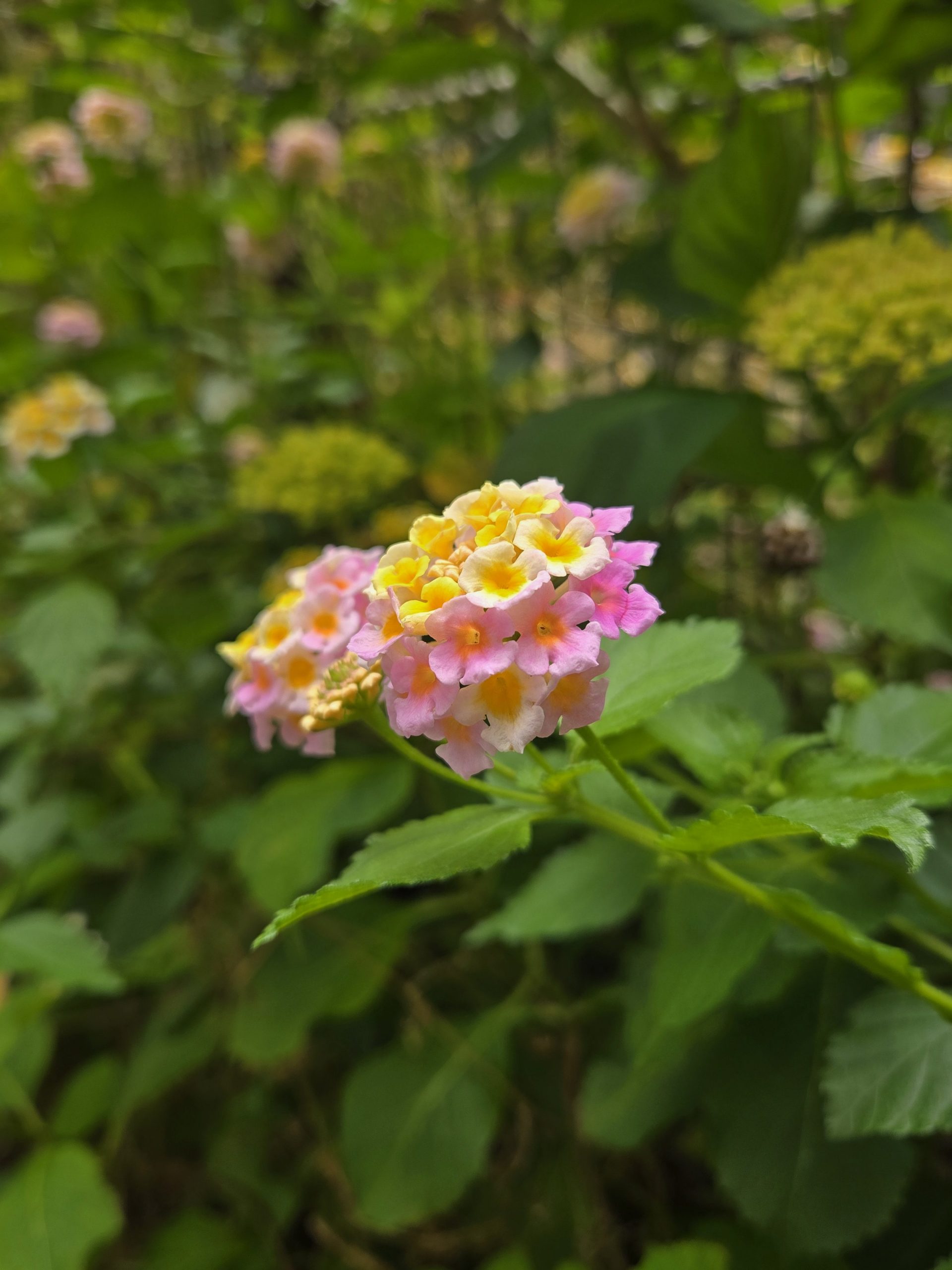 ランタナ｜「花里」　（神奈川県逗子市の花キューピット加盟店 花屋）のブログ