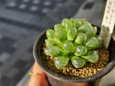 きらきら｜「花里」　（神奈川県逗子市の花キューピット加盟店 花屋）のブログ