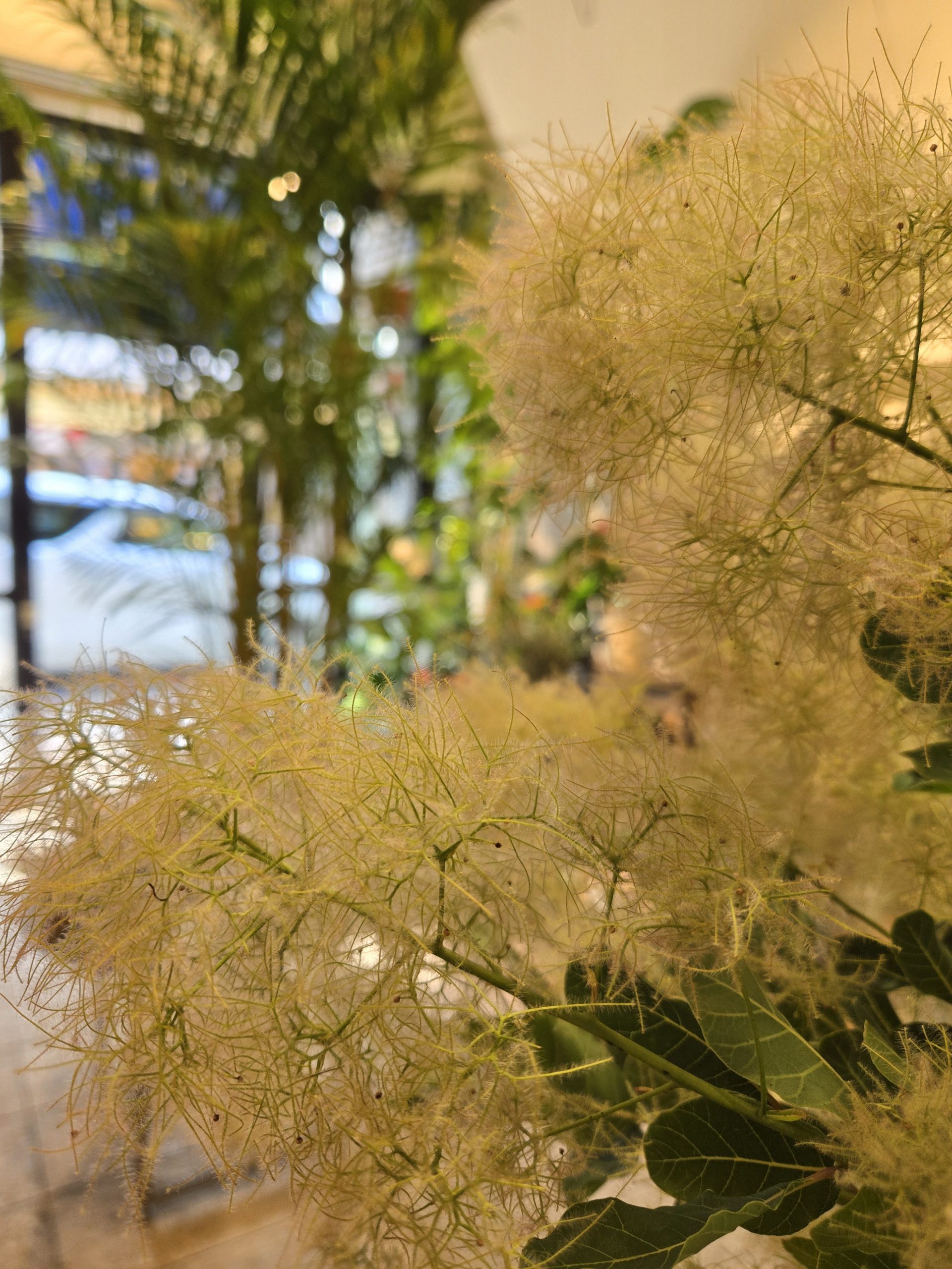ふわっふわ｜「花里」　（神奈川県逗子市の花キューピット加盟店 花屋）のブログ