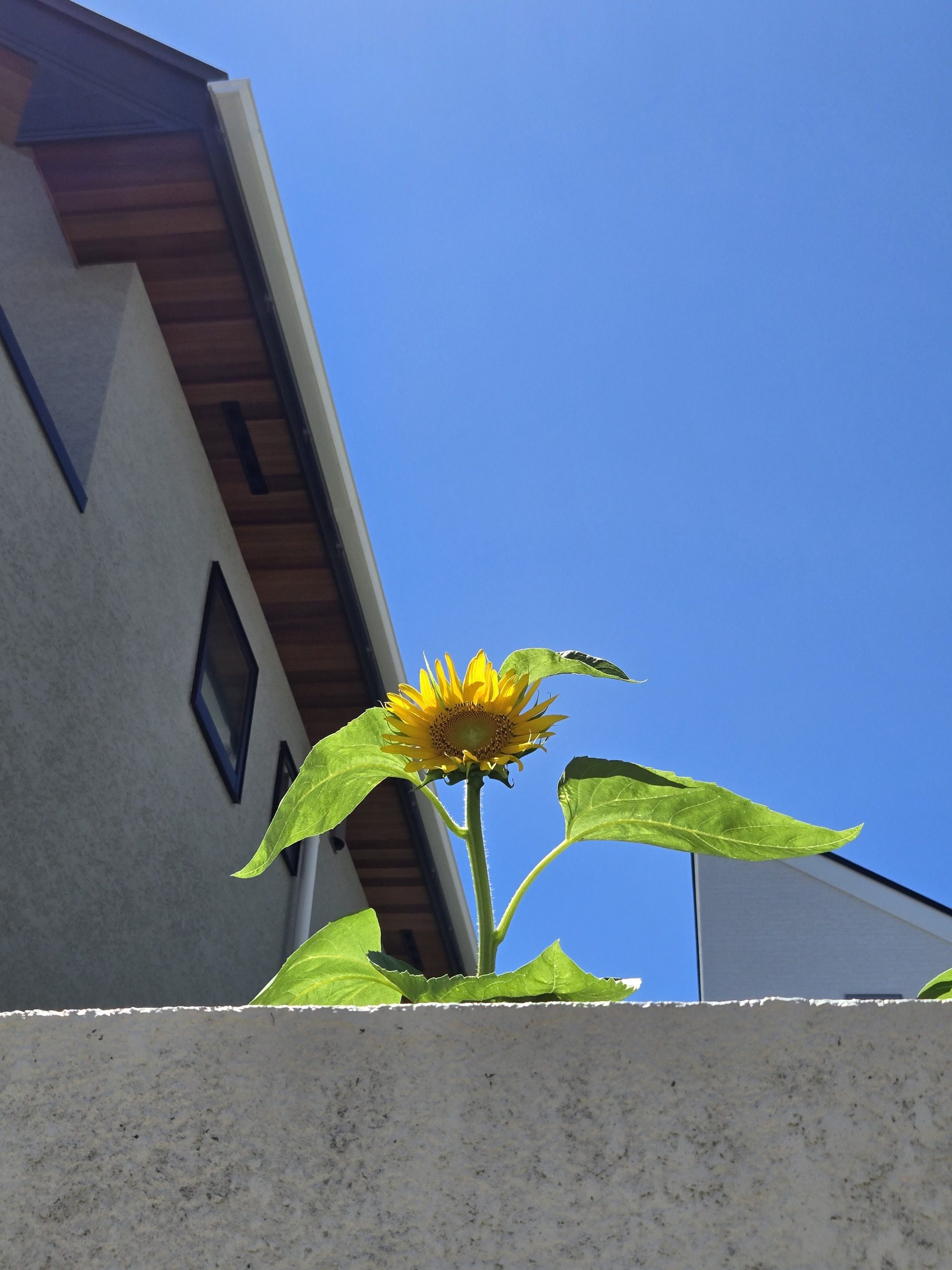 臨時休業のお知らせ｜「花里」　（神奈川県逗子市の花キューピット加盟店 花屋）のブログ