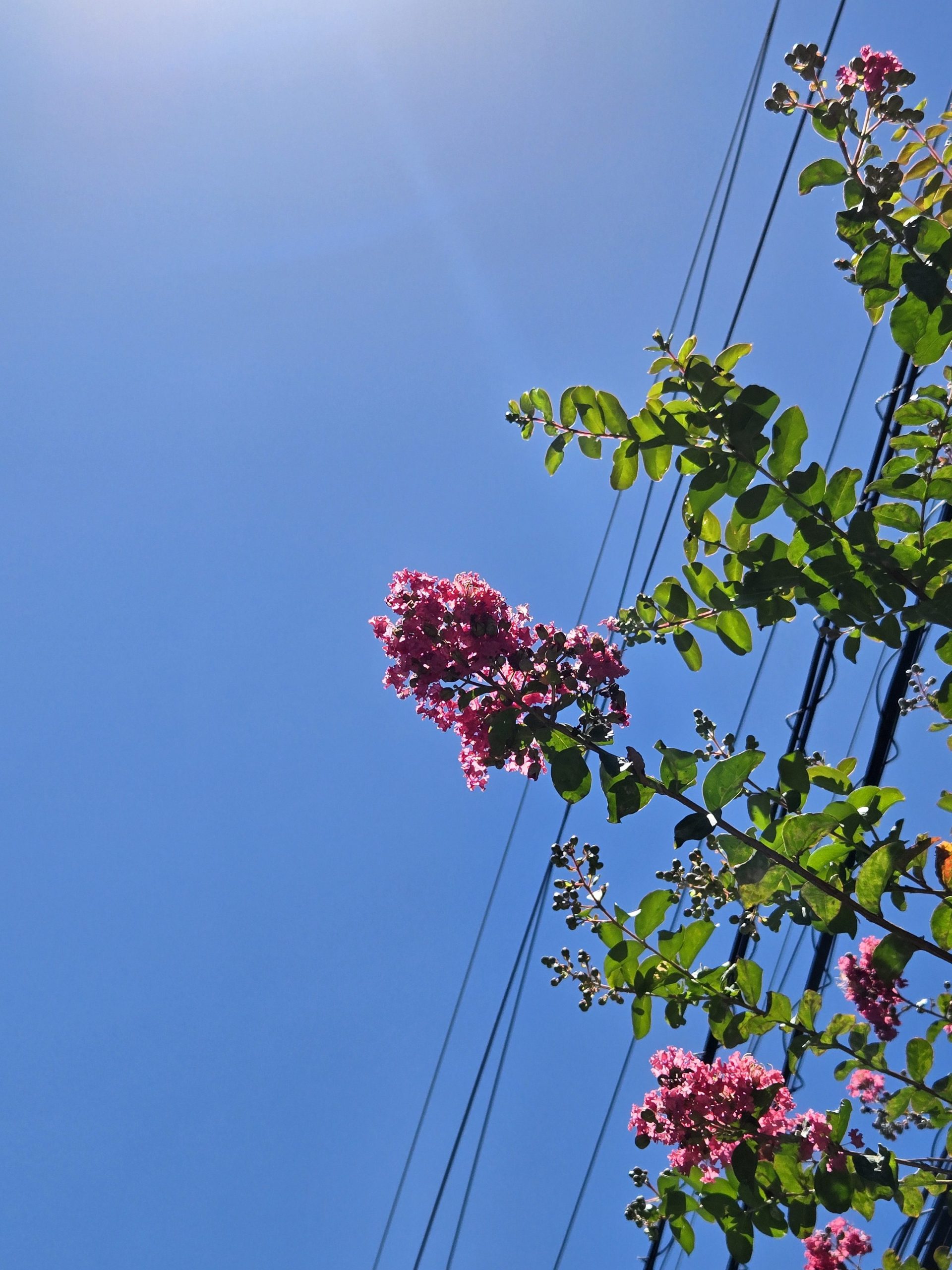 夏の花｜「花里」　（神奈川県逗子市の花キューピット加盟店 花屋）のブログ