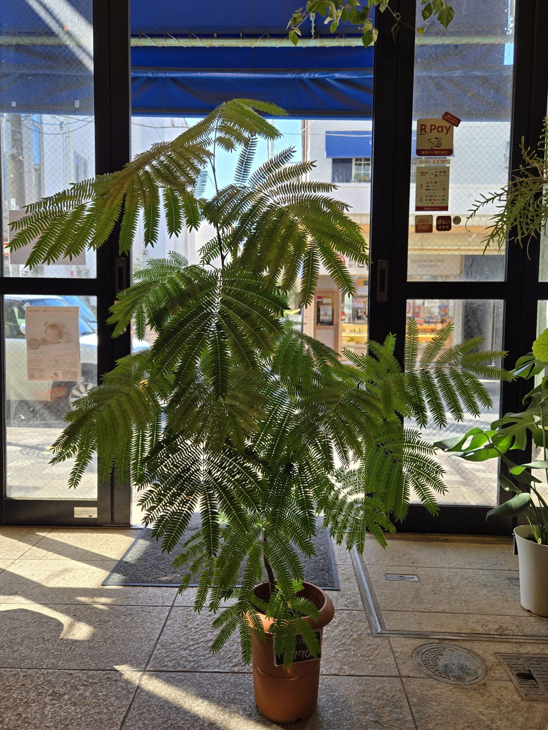 成長｜「花里」　（神奈川県逗子市の花キューピット加盟店 花屋）のブログ