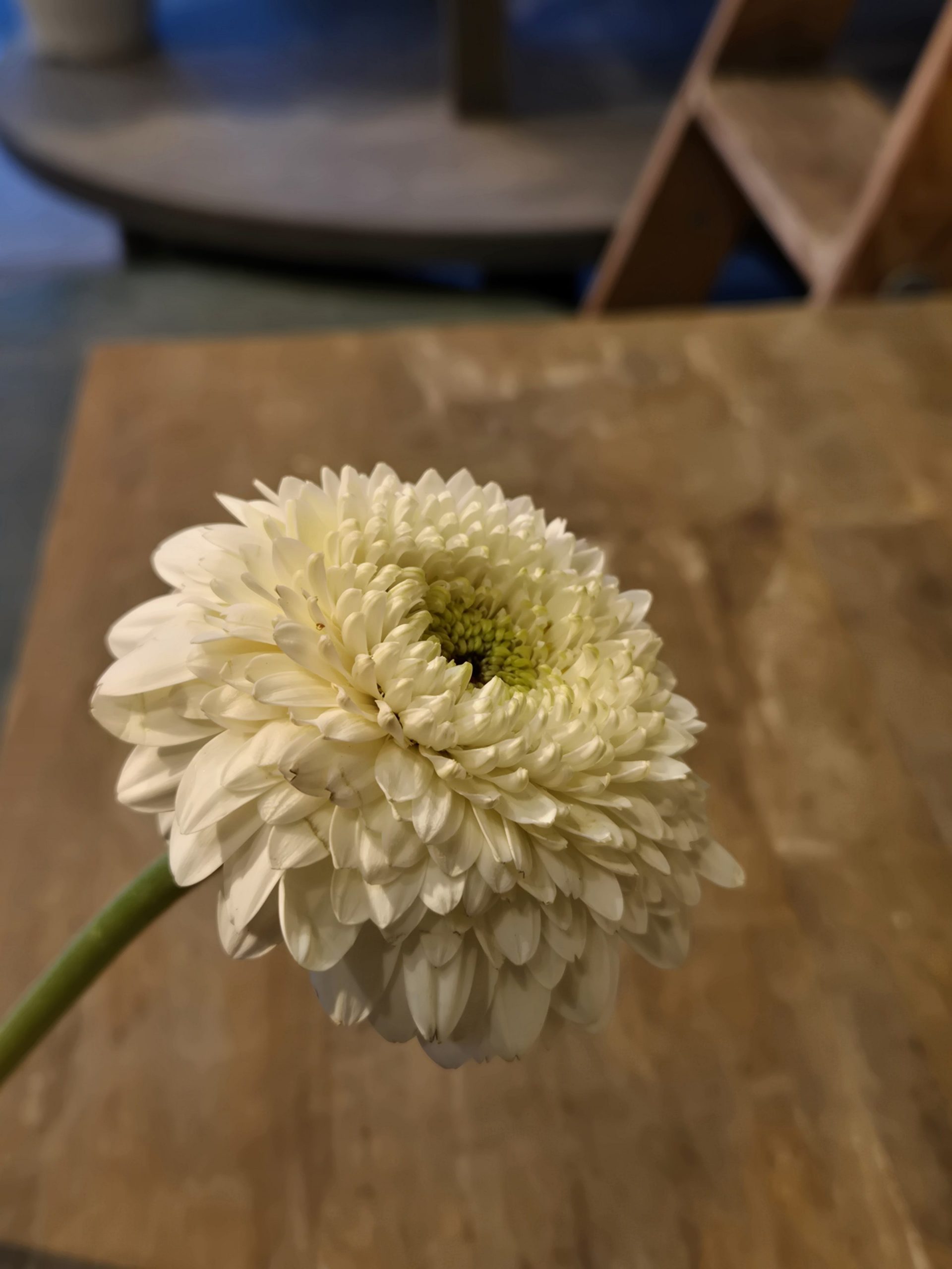 ころん｜「花里」　（神奈川県逗子市の花キューピット加盟店 花屋）のブログ