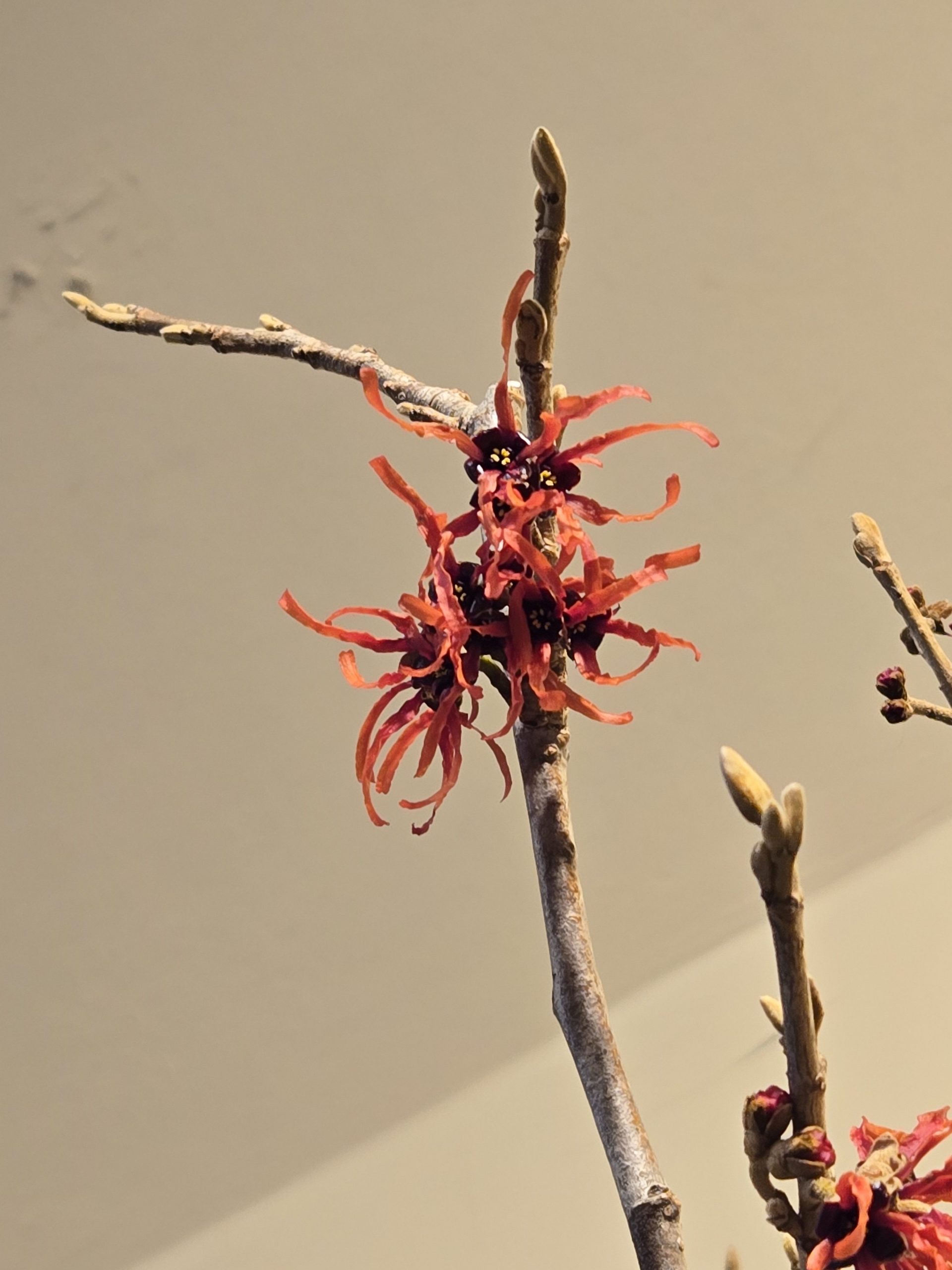 赤｜「花里」　（神奈川県逗子市の花キューピット加盟店 花屋）のブログ