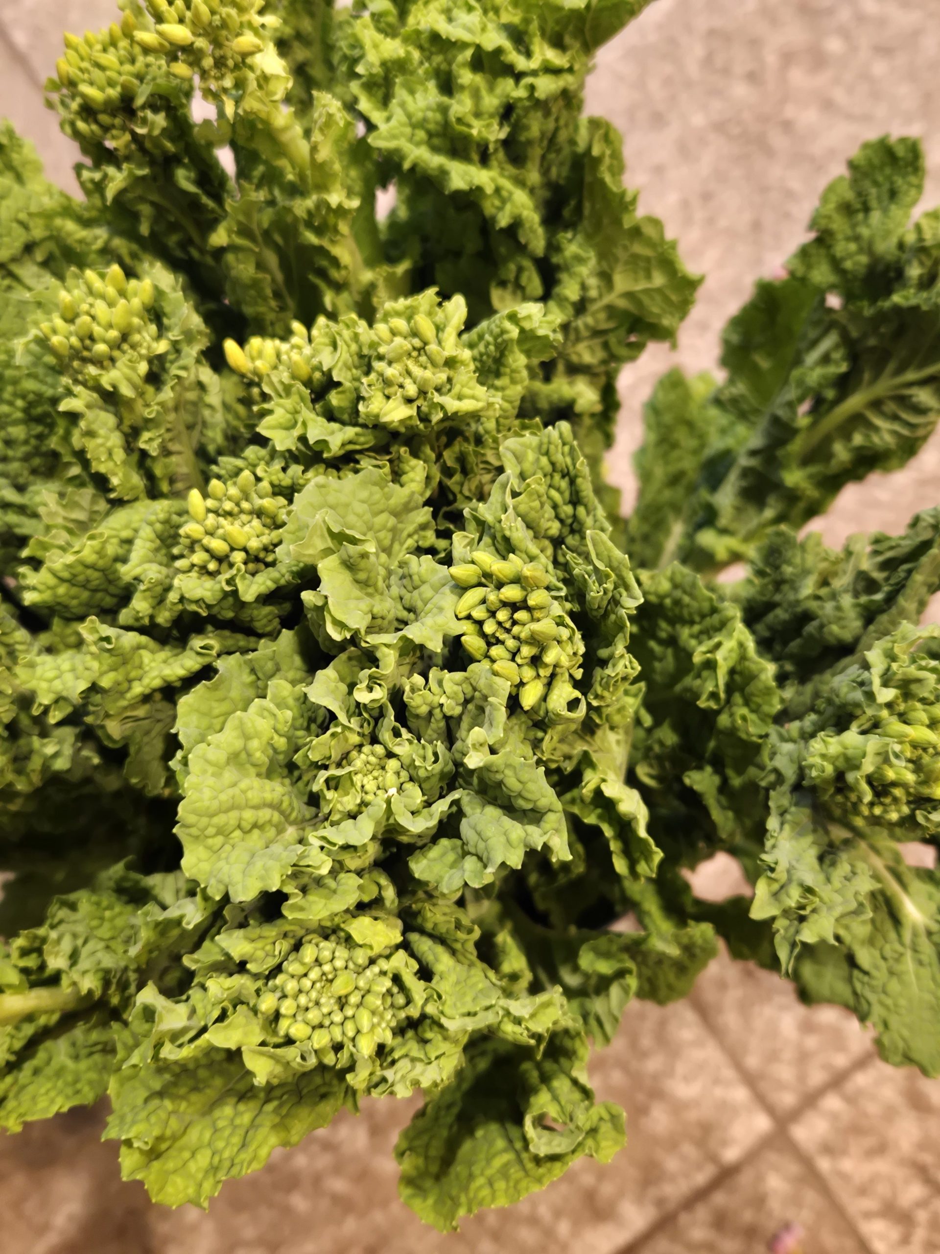 菜の花｜「花里」　（神奈川県逗子市の花キューピット加盟店 花屋）のブログ