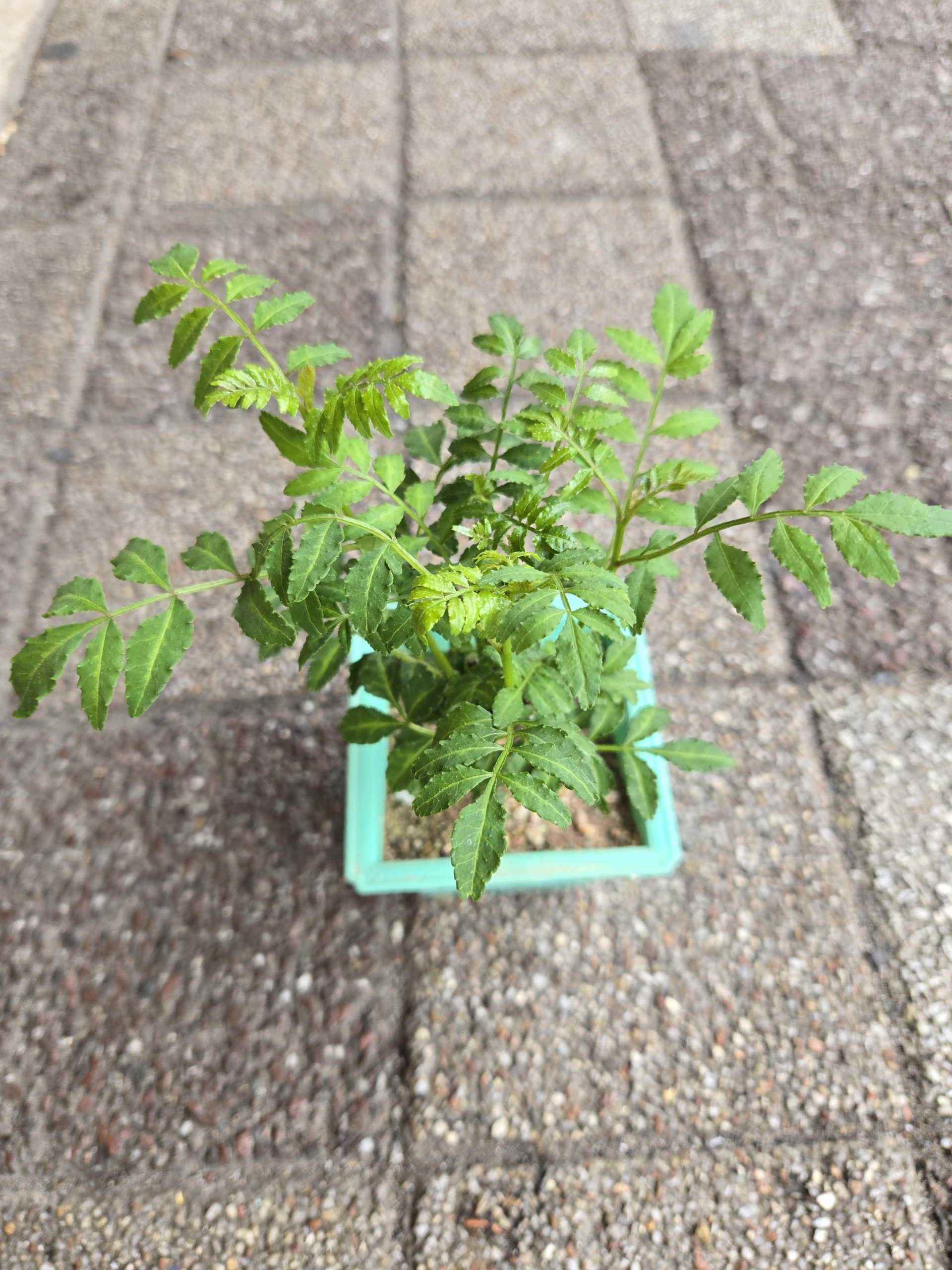筍とご一緒に｜「花里」　（神奈川県逗子市の花キューピット加盟店 花屋）のブログ