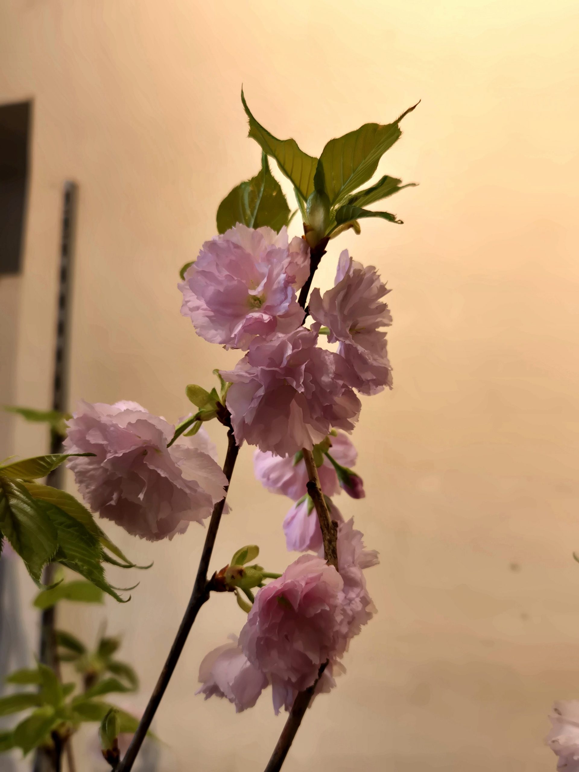 シーズン最後｜「花里」　（神奈川県逗子市の花キューピット加盟店 花屋）のブログ