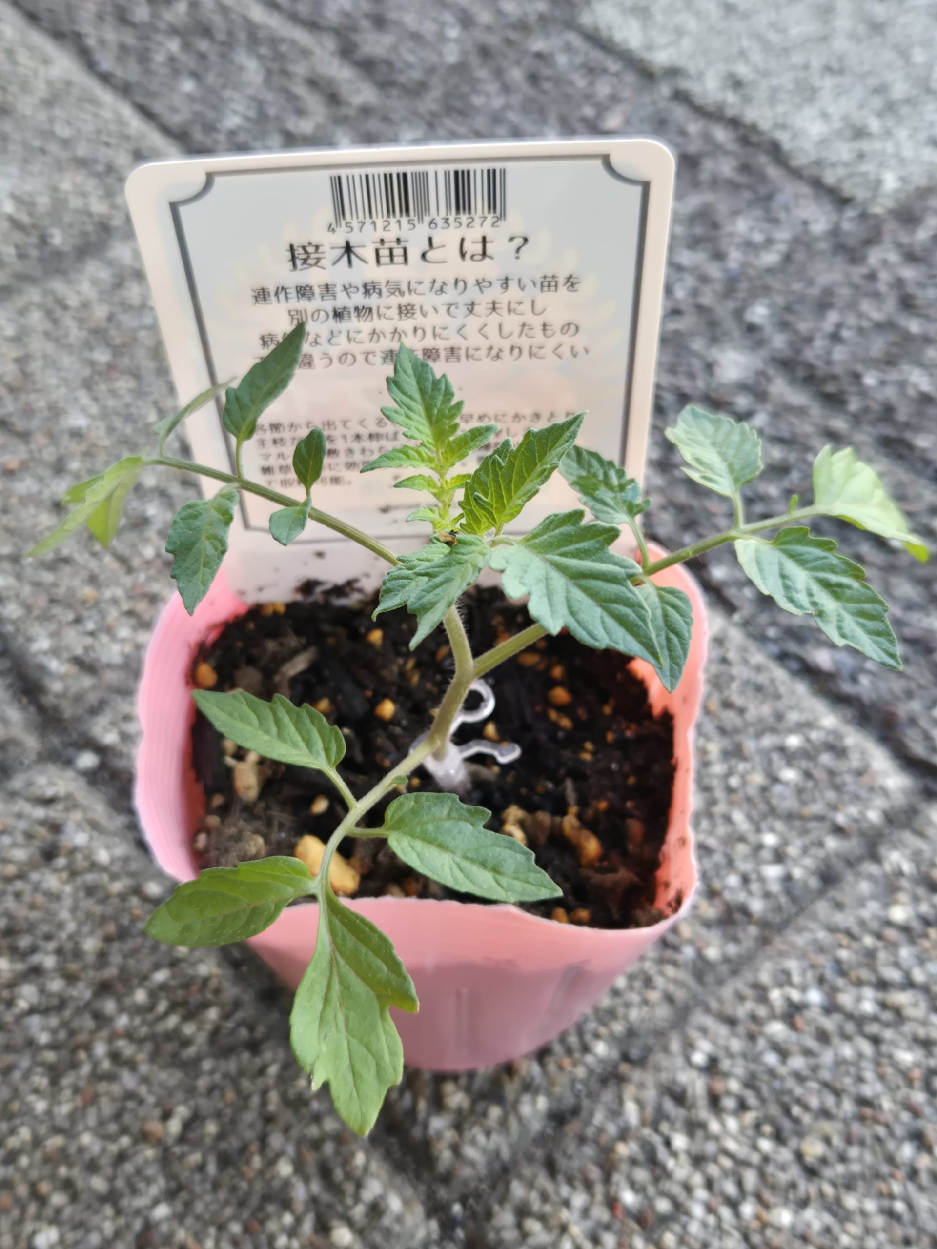 王！！！｜「花里」　（神奈川県逗子市の花キューピット加盟店 花屋）のブログ