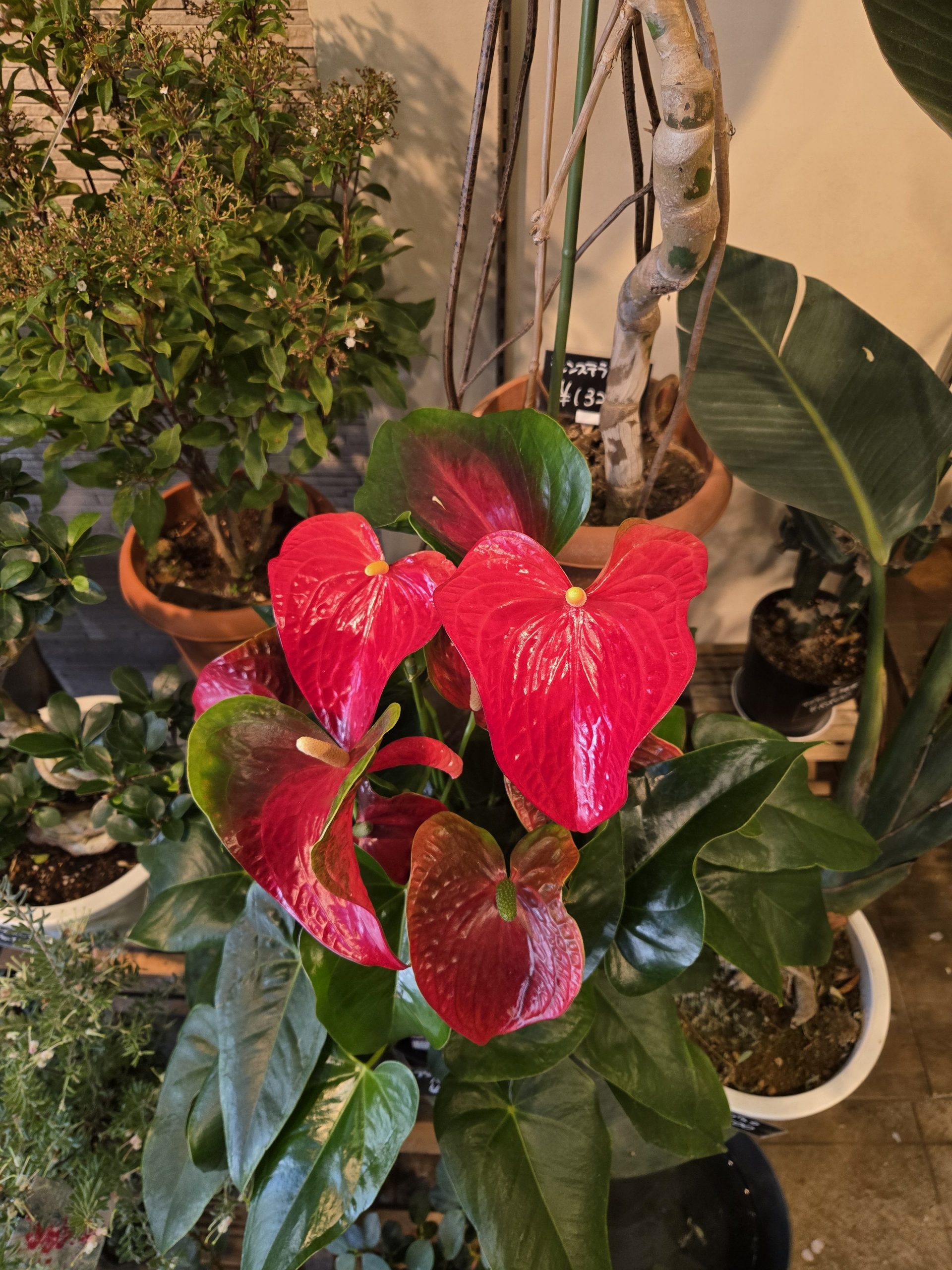 バンビーノ|「花里」　（神奈川県逗子市の花屋）のブログ