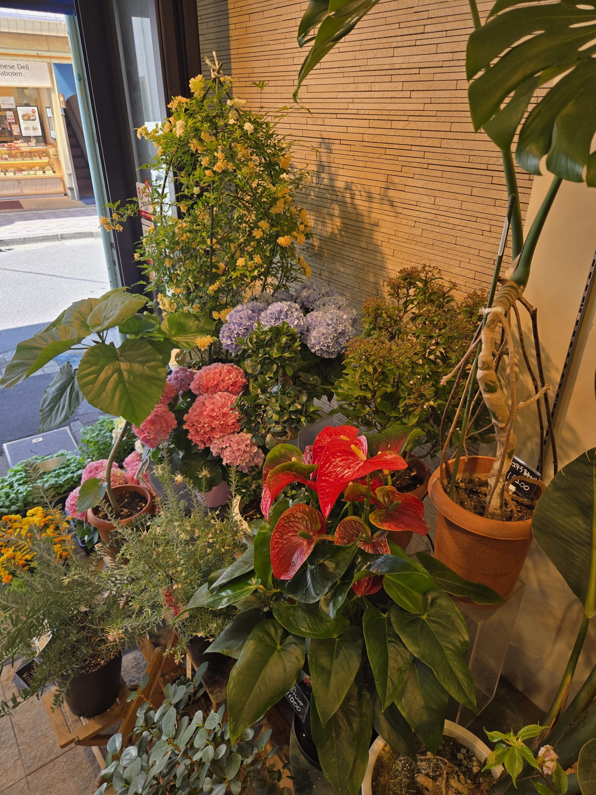 初夏|「花里」　（神奈川県逗子市の花屋）のブログ