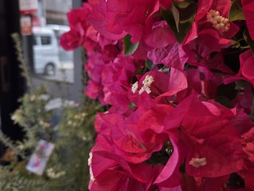 夏|「花里」　（神奈川県逗子市の花屋）のブログ