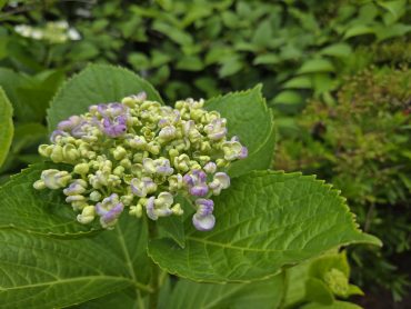通勤の途中で｜「花里」　（神奈川県逗子市の花キューピット加盟店 花屋）のブログ